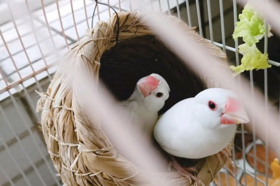 文鳥吃什么水果