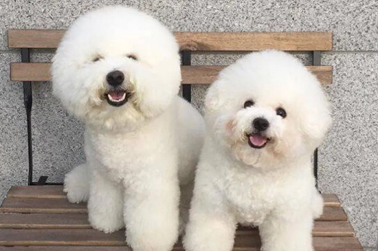 比熊可以吃冬棗嗎