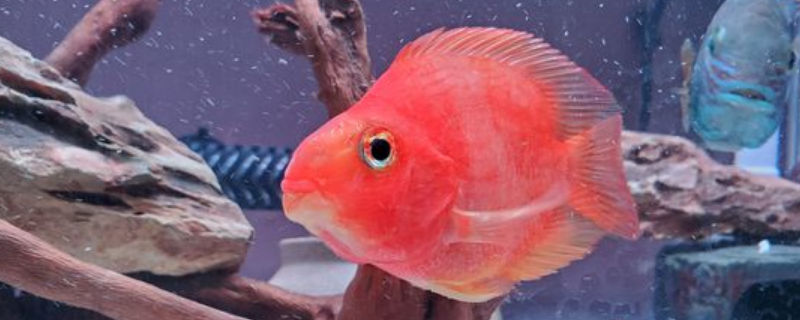 紅鸚鵡魚(yú)怎么養(yǎng)不掉色