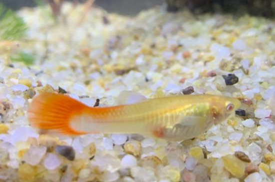 瑪麗魚飼養(yǎng)注意事項