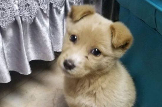 狗狗不在家大小便怎么辦