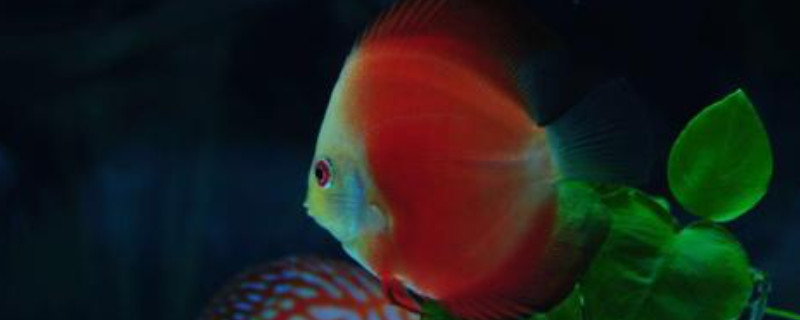 七彩神仙魚可以長到多大