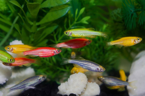 斑馬魚(yú)吃什么