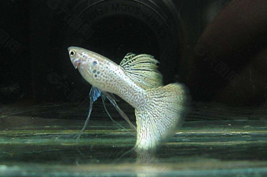 孔雀魚頭朝下尾朝上怎么辦