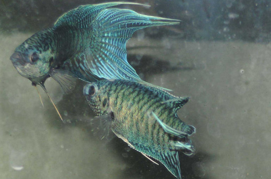 小斗魚繁殖后怎樣護(hù)理