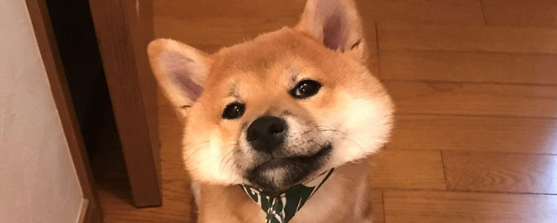 柴犬為什么越打越不聽話