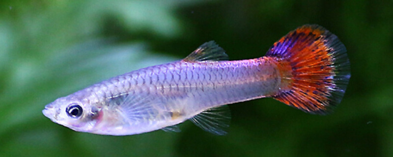 清道夫可以和孔雀魚一起養(yǎng)嗎