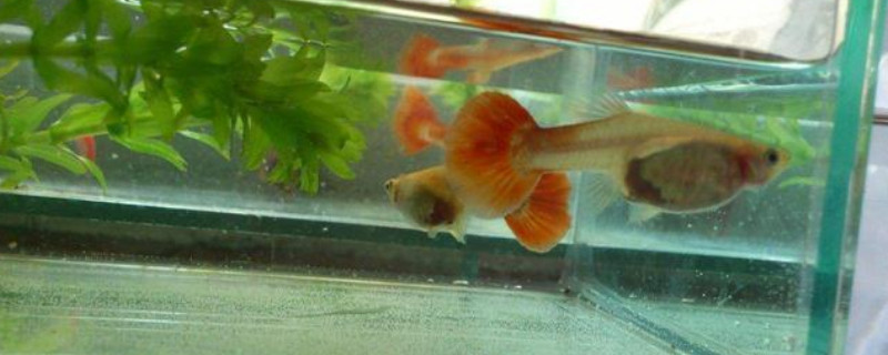 孔雀魚生完多久可以放回大缸