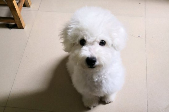 比熊犬難產癥狀