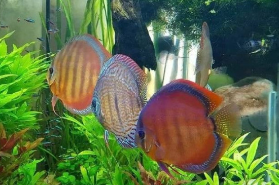 七彩神仙魚(yú)總是打架怎么回事