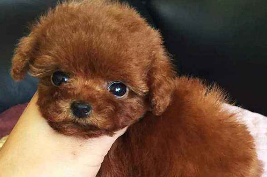 純種茶杯泰迪犬多少錢一只，真泰迪茶杯狗價(jià)格在8000元以上