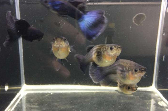 孔雀魚近親繁殖后果