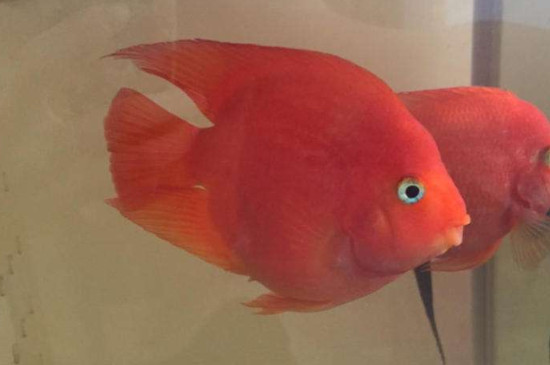 怎樣能讓鸚鵡魚不打架，防止鸚鵡魚打架的辦法