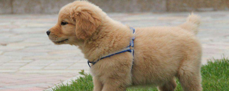 金毛犬不驅(qū)蟲的癥狀