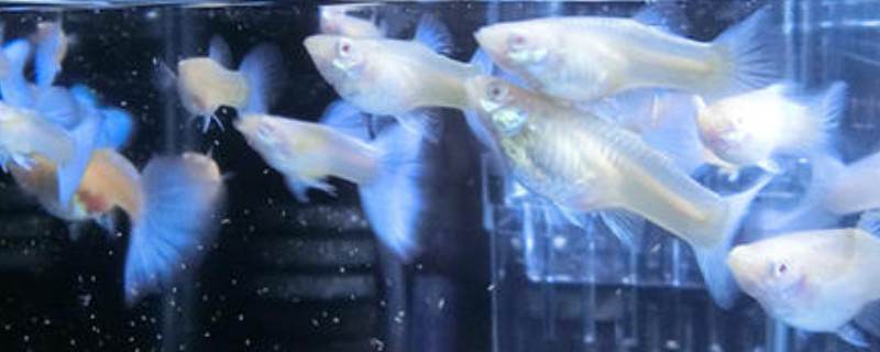 孔雀魚(yú)繁殖后多久可以再次繁殖