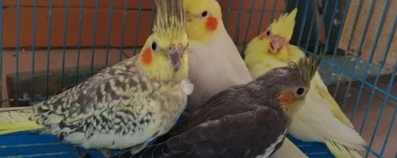 玄鳳鸚鵡拉稀能自愈嗎
