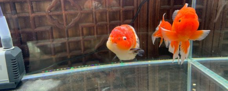 金魚拉屎很長一條白線不掉