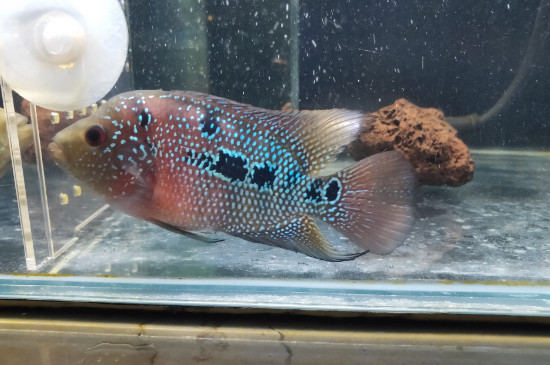 羅漢魚(yú)25度可以嗎