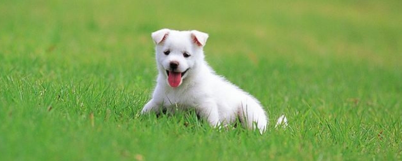 狗狗絕育后第幾天不疼