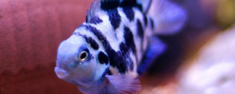迷你鸚鵡魚下完卵就隔離嗎