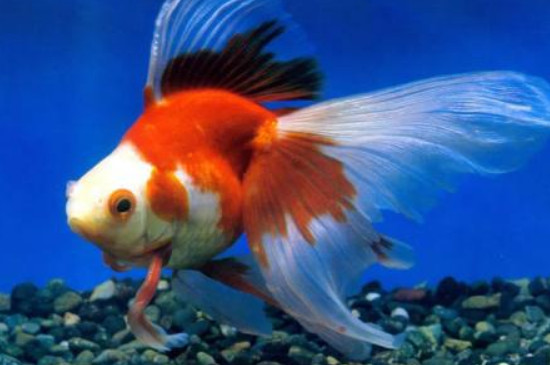上過濾魚缸最佳過濾方法