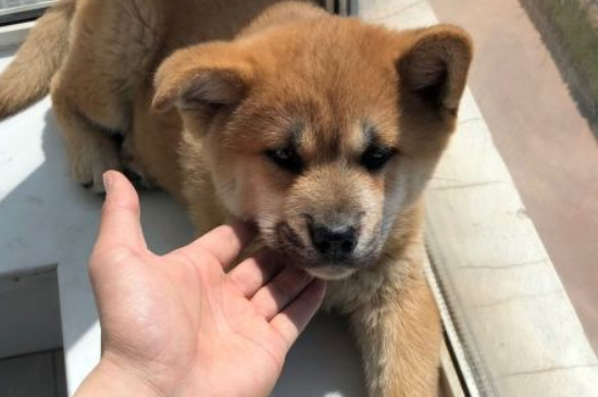 秋田犬為什么禁養(yǎng)