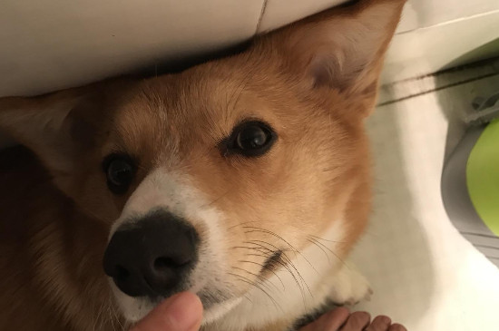 柯基犬怎么訓(xùn)練