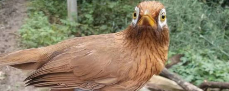 畫眉鳥吃大麥蟲長膘嗎