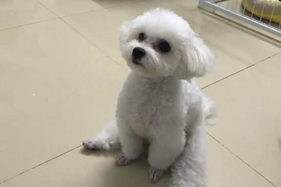 剛接到比熊怎么處理