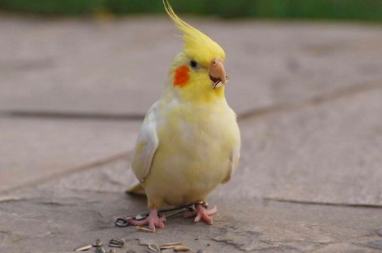 玄鳳多大斷奶