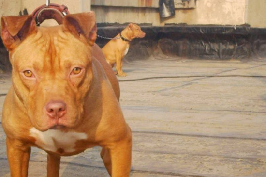 比特犬的訓(xùn)練方法，要從小開始并適當(dāng)用零食誘導(dǎo)