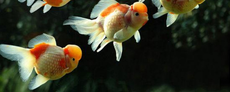 新買的金魚養(yǎng)多久算是穩(wěn)定了