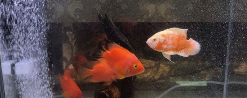 鸚鵡魚眼睛白點怎么辦