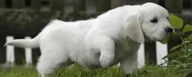 狗狗一天拉5到6次便便正常嗎