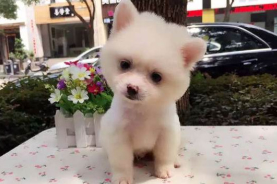 俊介犬掉毛嚴(yán)重怎么辦