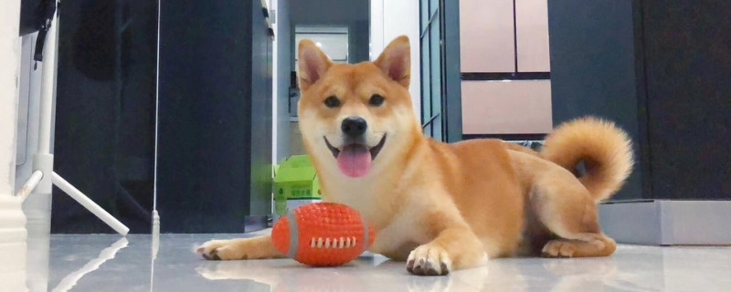 從耳朵分辨柴犬和土狗