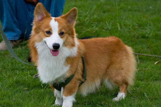 純種柯基犬價(jià)格多少錢一只，正?？禄裁磧r(jià)錢