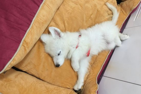薩摩耶屬于什么型號犬啊