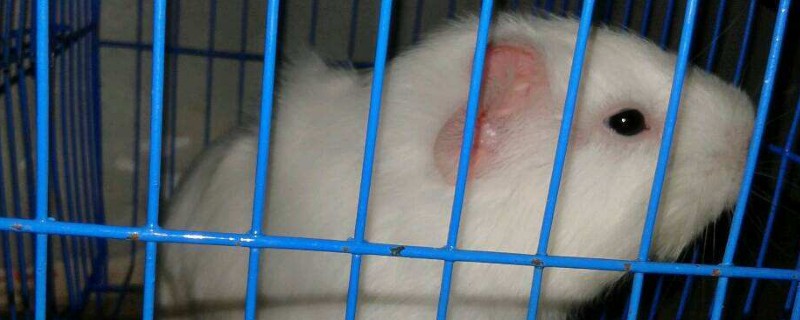 荷蘭豬吃什么水果