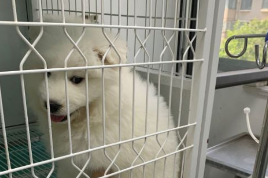 薩摩耶犬掉毛程度