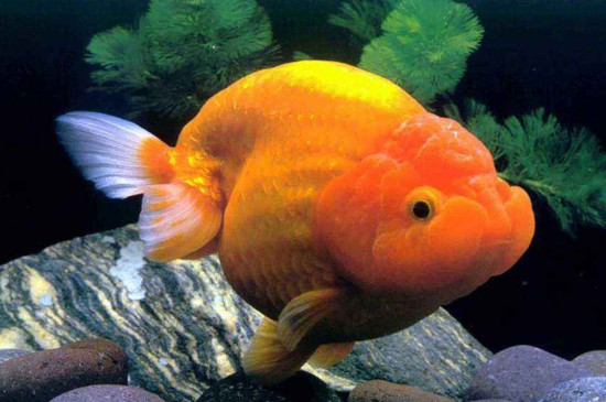 金魚產(chǎn)卵后要怎么處理