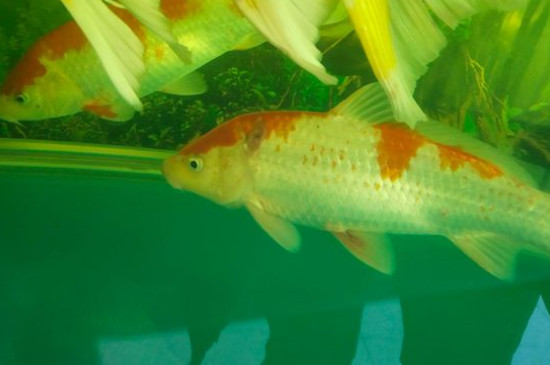錦鯉魚身上有白色絮狀物