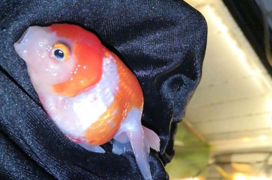 金魚的飼養(yǎng)方法