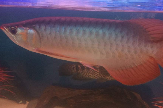 紅龍魚24小時開燈后果
