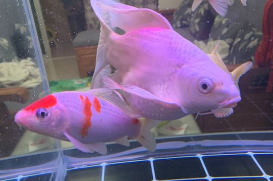 錦鯉魚身上有白色絮狀物
