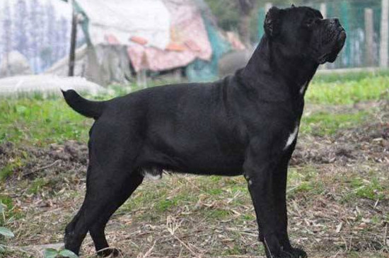 卡斯羅犬咬人嗎