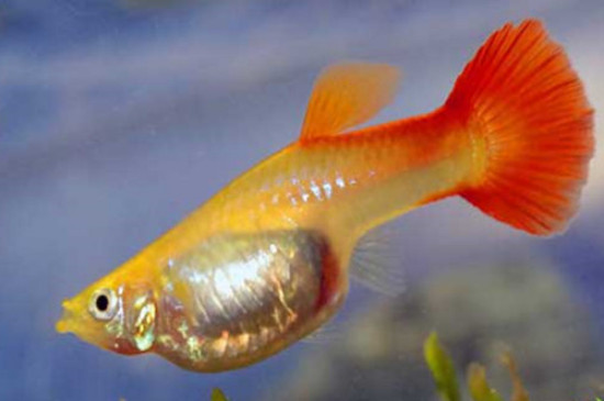 孔雀魚生完多久可以放回大缸