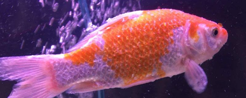 金魚頭上有白色絮狀物