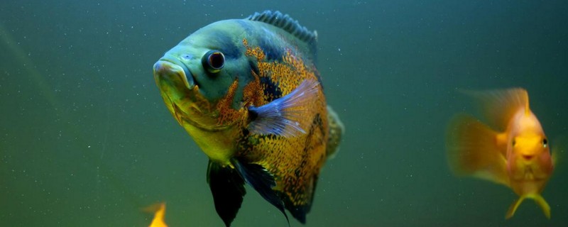 養(yǎng)地圖魚需要加鹽嗎