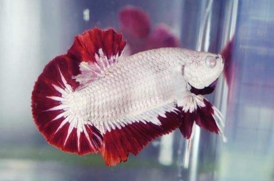 斗魚混養(yǎng)方法